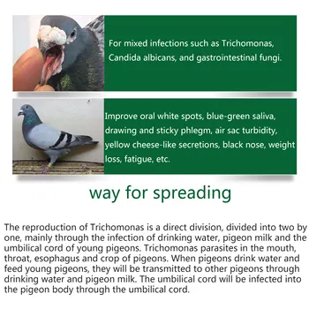 Güvercin Genç Güvercin Ağız Boğaz Beyaz Nokta Ağız Sarı Trichomonas Gıda Kaybı Çizim Yapışkan Balgam Yarış Güvercin Probiyotikler